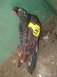 Wing tagged vulture at the zoo in Venezuela by Mariaisabel Santana.