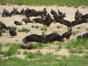 Part of a large communal ground roost used by Hooded Vultures near the national airport in The Gambia.  