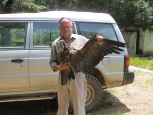 Keith holding a satellite tagged juvenile Hooded Vulture