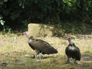 Several adult Hooded Vultures at a trapping site.
