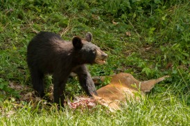Black bear scvenging a road-killed deer